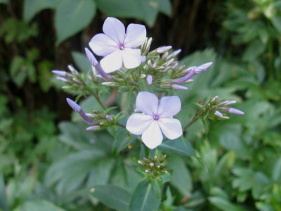 Wildform Spruyt.JPG