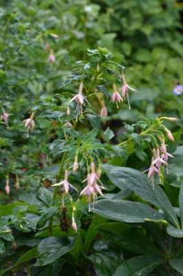 Fuchsia-WhiteknightsPearl.17-1.jpg