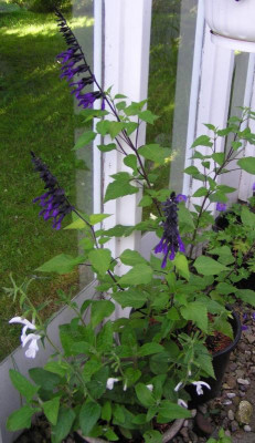 Salvia Amistad.jpg