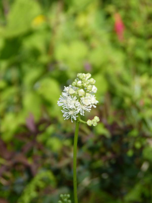 2017-07-13 Actaea pachypoda 'Misty Blue'.jpg