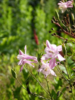 2017-07-13 Aquilegia.jpg