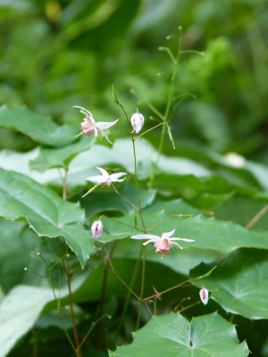 2017-07-13 Epimedium 'Pink Elf'.jpg