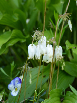 2017-07-13 Dicentra formosa 'Aurora'.jpg