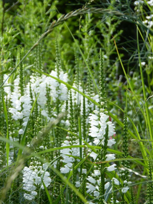2017-07-13 Gartenimpressionen 3.jpg