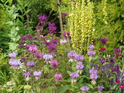 2017-07-13 Monarda.jpg