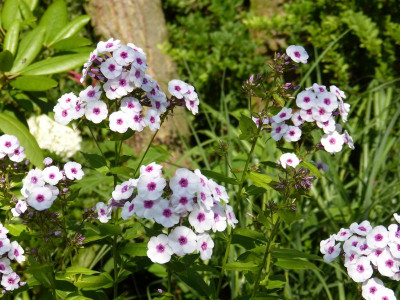 2017-07-13 Phlox 1.jpg