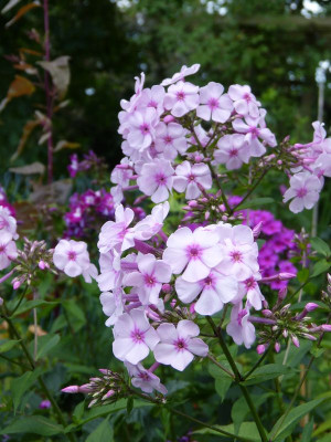 2017-07-13 Phlox 5.jpg
