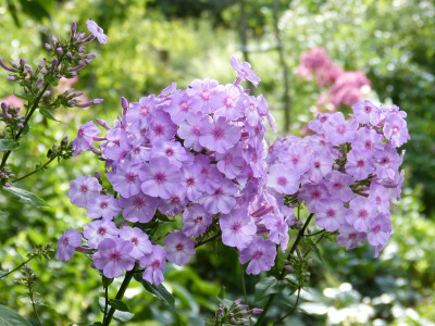 2017-07-13 Phlox 4.jpg