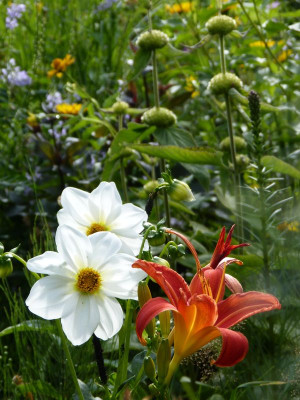 2017-07-13 Gartenimpressionen 1.jpg