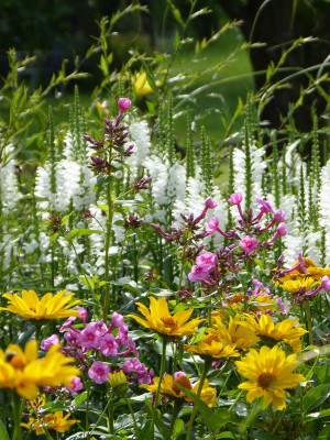 2017-07-13 Gartenimpressionen 2.jpg