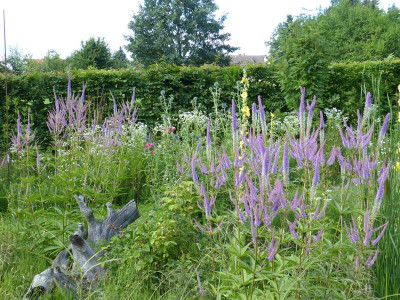 2017-07-13 Veronicastrum 'Fascination'.jpg