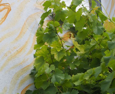 Wein Chlorosen heute.jpg