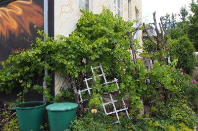 Wein links Hollfeld.jpg