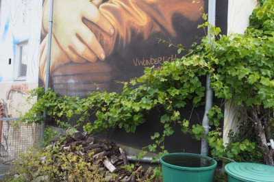 Wein Hollfeld Ausläufer links.jpg