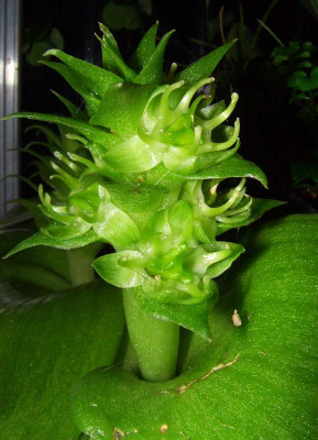 Whiteheadia_bifolia_07-01.jpg