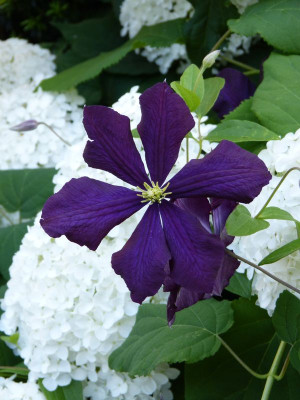 2017-07-09 Clematis 'Warszawa Nike'.jpg