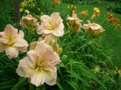 IMGP5073.JPG