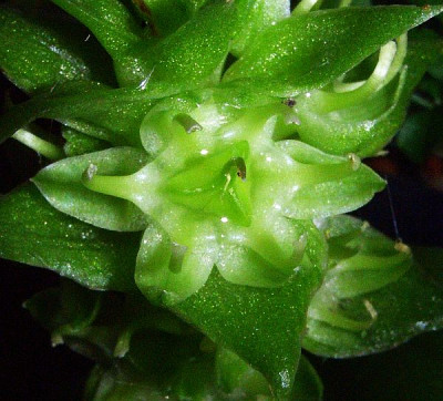 Whiteheadia_bifolia_07-02.jpg