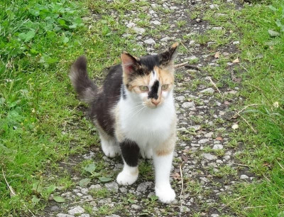 katze01.jpg