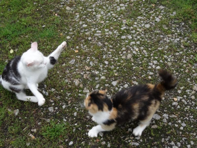 katze03.jpg