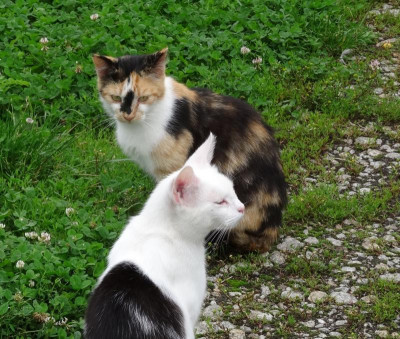 katze04.jpg