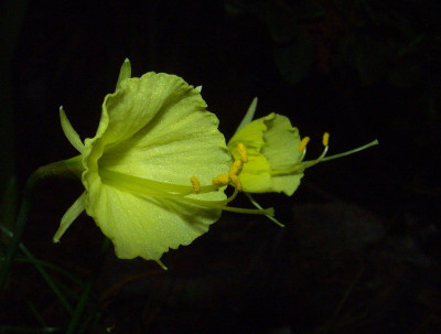 Narcissus_romieuxii_07.jpg
