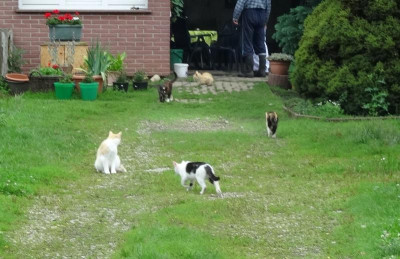 katze05.jpg