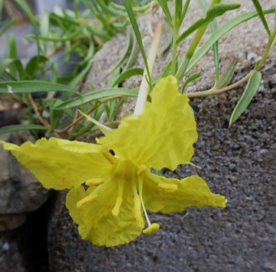 Calylophus lavandulifolius ...   13.7.17 023.jpg