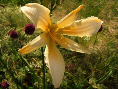 2017_0713Hemerocallis40161.jpg