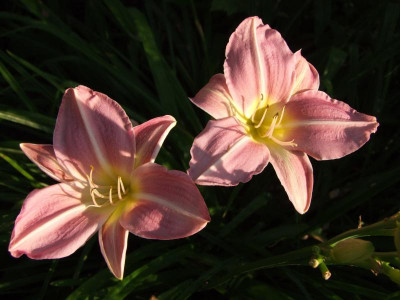 2017_0713Hemerocallis40165.jpg