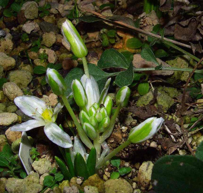 Ornithogalum_fimbriatum_07.jpg