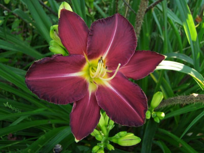 2017_0713Hemerocallis40174.JPG