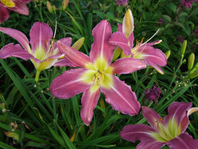 2017_0713Hemerocallis40177.jpg