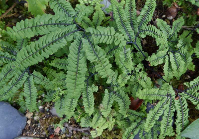 Adiantum pedatum Mini Typ Kai. ...  13.7.17 016.jpg