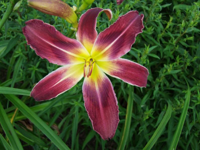 2017_0713Hemerocallis40187.JPG