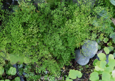 Adiantum raddianum 'Gracillimum'  ...   13.7.17 001.jpg
