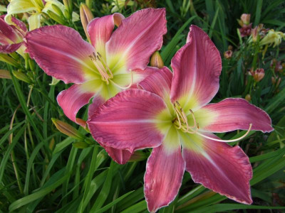 2017_0713Hemerocallis40189.JPG