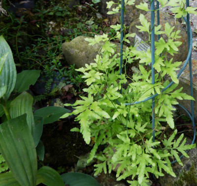 Lygodium japonicum  ...  13.7.17 014.jpg