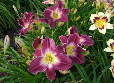 2017_0713Hemerocallis40198.jpg