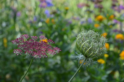 Daucus_carota-Mystery.17-1.jpg
