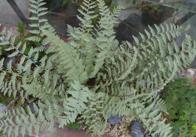 Cheilanthes eatonii ...   13.7.17 020.jpg