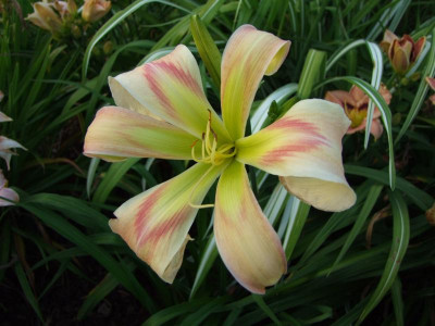 2017_0713Hemerocallis40200.JPG