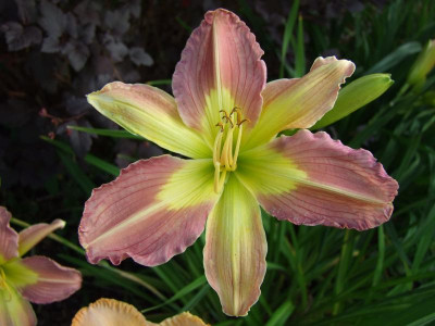 2017_0713Hemerocallis40205.jpg