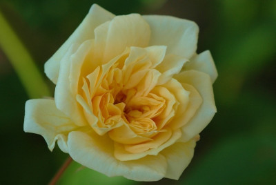 Rosa_Alistair_Stella_Grey_1_18-06-2006.jpg