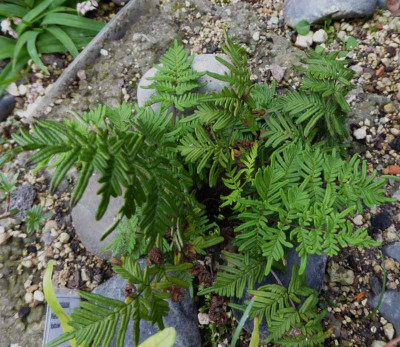 Cheilanthes pulchella  ...  13.7.17 018.jpg