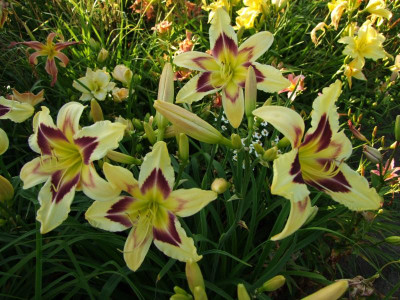 2017_0713Hemerocallis40215.JPG