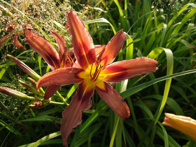 2017_0713Hemerocallis40225.JPG