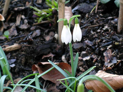 gal._niv._istriacus_008_edited1.jpg