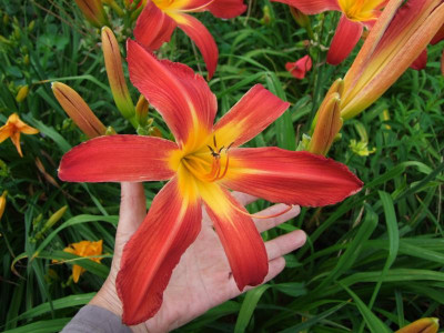 2017_0713Hemerocallis40326.JPG