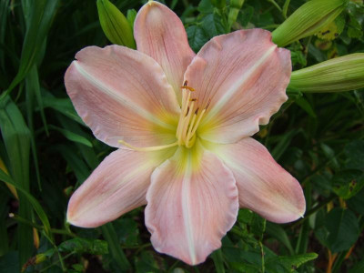 2017_0713Hemerocallis40331.JPG